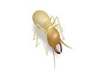 diagnostic termites