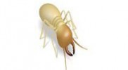 diagnostic termites